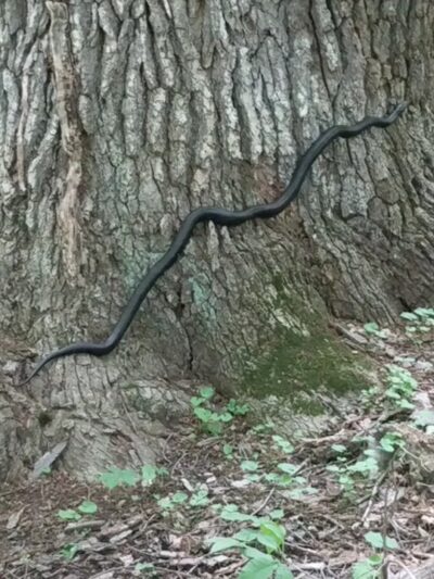 Goosepond Mountain State Park - Chester, NY