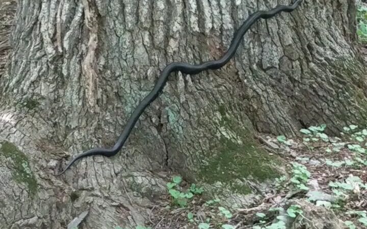 Goosepond Mountain State Park - Chester, NY