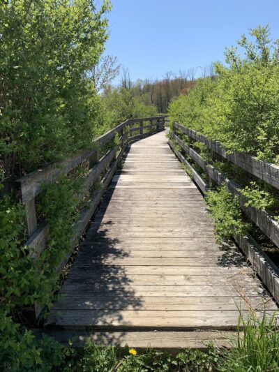 Goosepond Mountain State Park Wetland Trail - Chester, NY