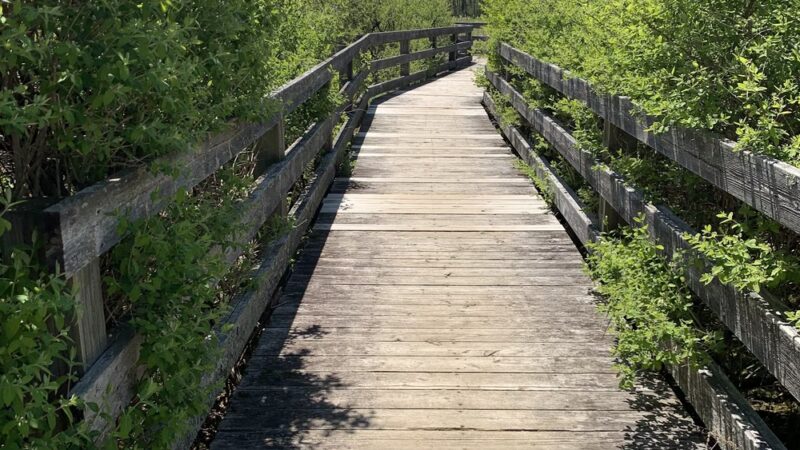 Goosepond Mountain State Park Wetland Trail - Chester, NY