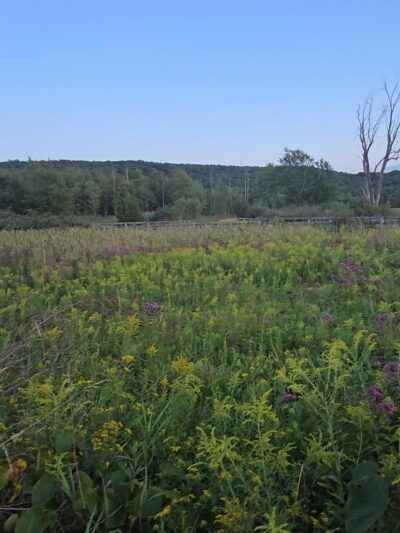 Goosepond Mountain State Park Wetland Trail - Chester, NY