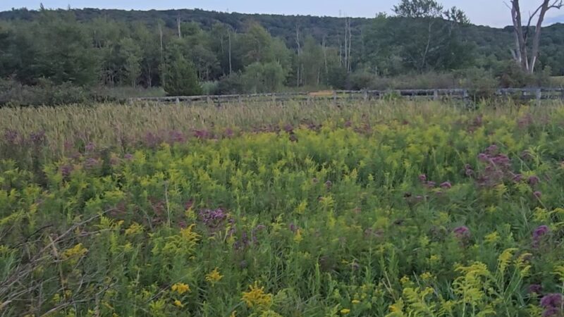 Goosepond Mountain State Park Wetland Trail - Chester, NY
