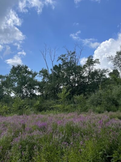 Goosepond Mountain State Park Wetland Trail - Chester, NY
