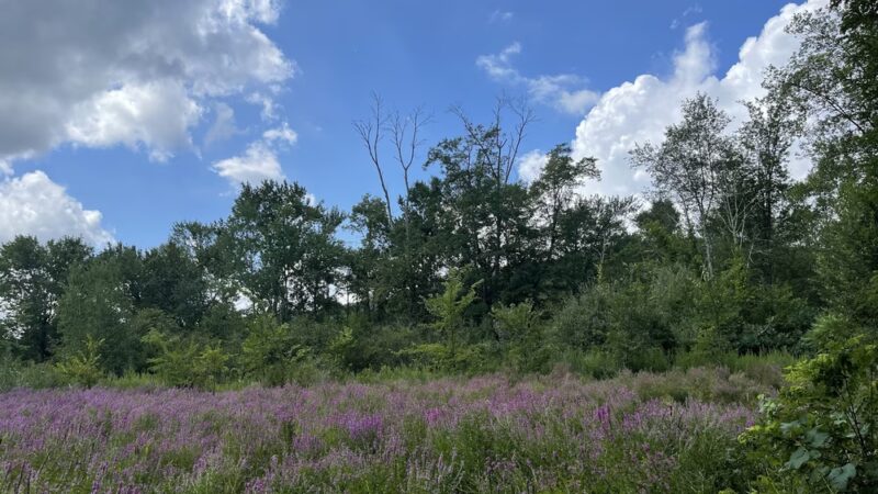 Goosepond Mountain State Park Wetland Trail - Chester, NY