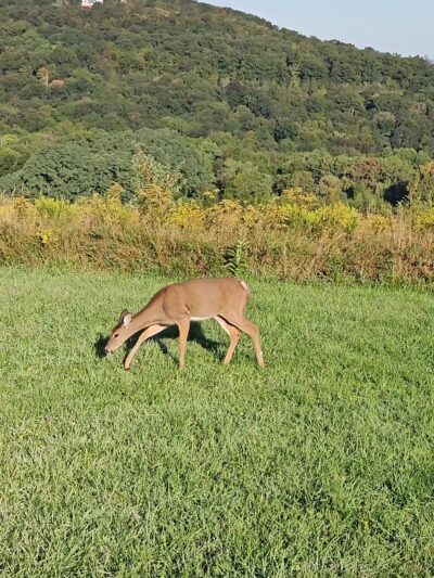 Knapp’s View - Chester, NY