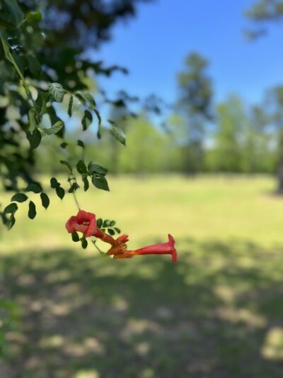 Chester Nature Park - Chester, SC