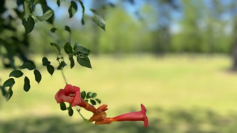 Chester Nature Park - Chester, SC