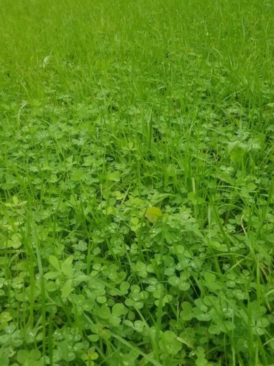 Appomattox Game Club Preserve - Chesterfield, VA