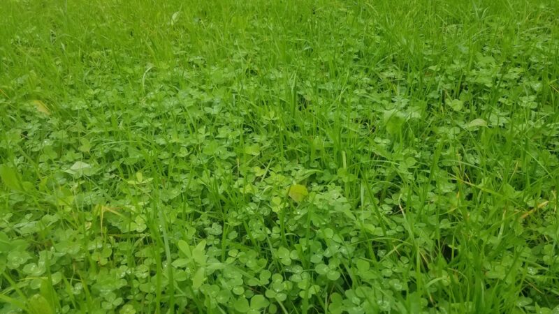 Appomattox Game Club Preserve - Chesterfield, VA