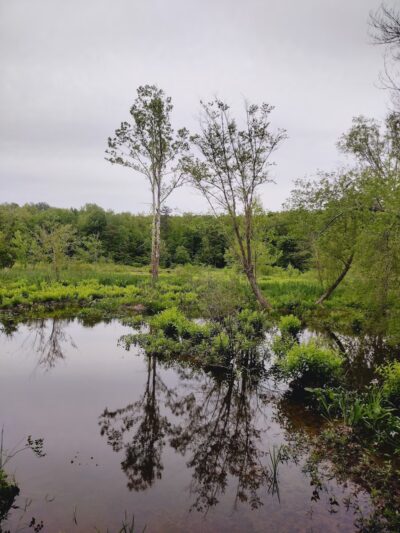 Beaver Lake Trail - Chesterfield, VA