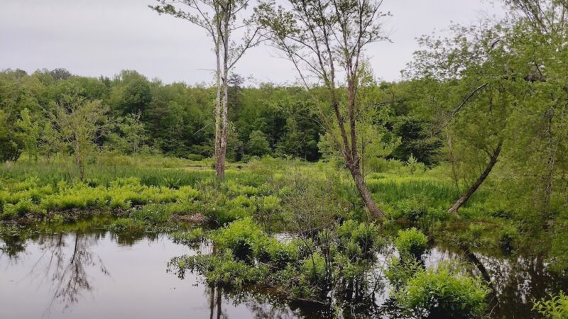 Beaver Lake Trail - Chesterfield, VA