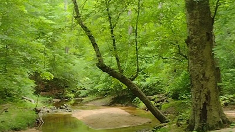 Beaver Lake Trail - Chesterfield, VA