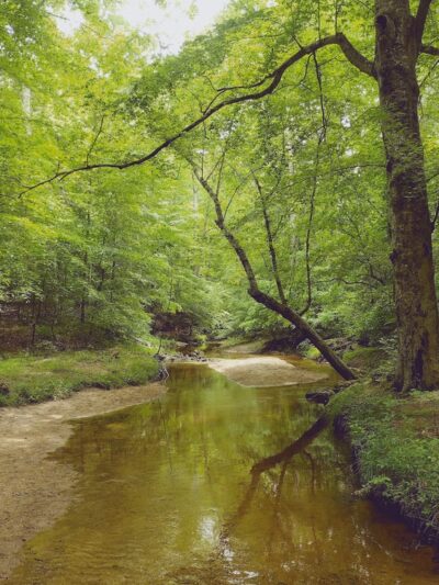 Beaver Lake Trail - Chesterfield, VA