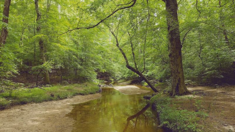 Beaver Lake Trail - Chesterfield, VA