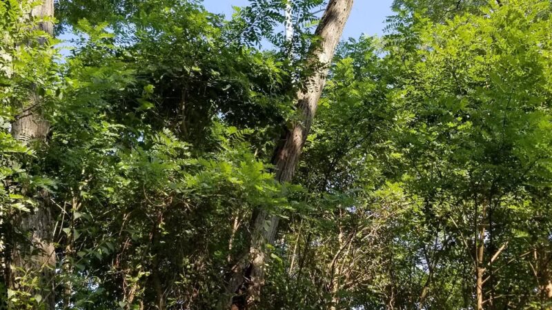 Wayne Gilchrest Trail (Chestertown Rail Trail) - North End - Chestertown, MD