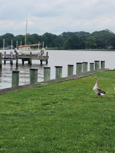 Wilmer Park - Chestertown, MD