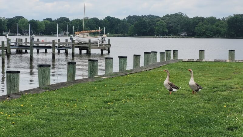 Wilmer Park - Chestertown, MD