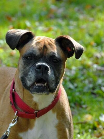 Canine Coaching - Chestnut Ridge, NY