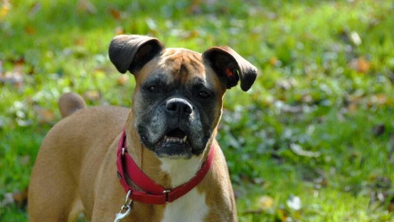 Canine Coaching - Chestnut Ridge, NY