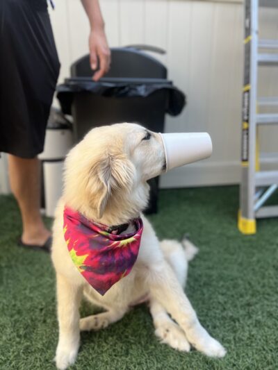 Canine Coaching - Chestnut Ridge, NY