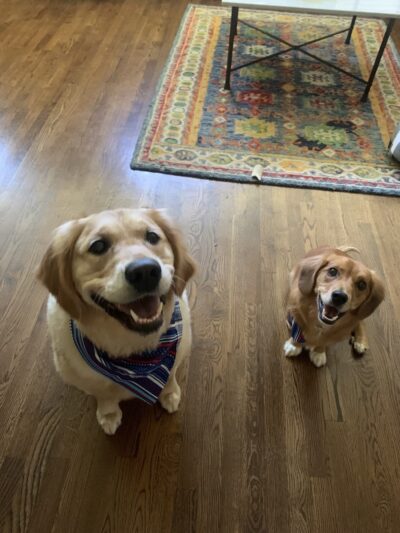 Canine Coaching - Chestnut Ridge, NY