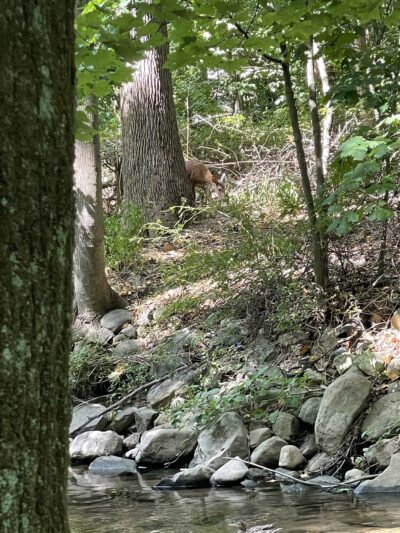 Children's Park - Chestnut Ridge, NY