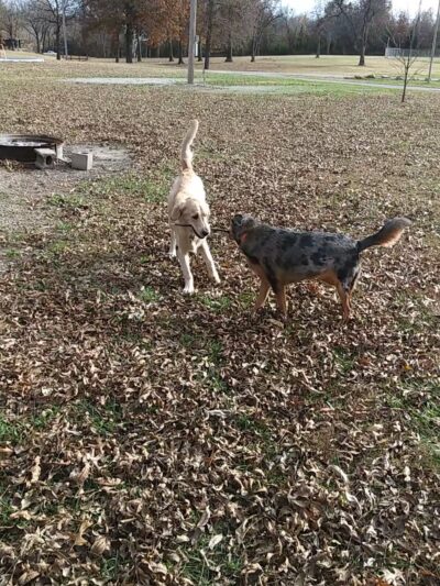 Elmore Park - Chetopa, KS