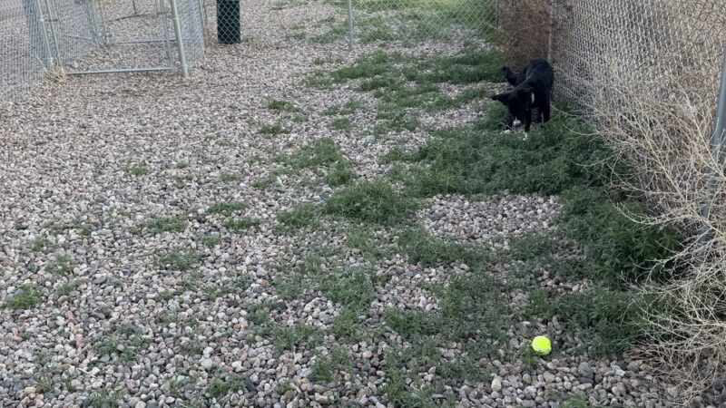 Dog Park at Love’s Travel Stops - Cheyenne, WY