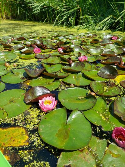 Petric County Park - Chiloquin, OR