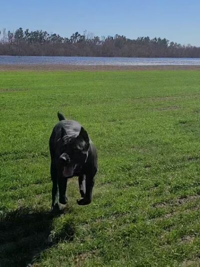 Prado Recreation - Chino, CA