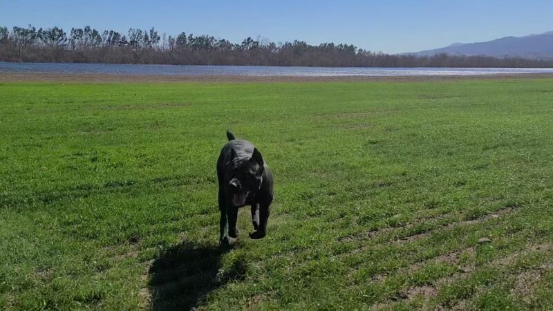 Prado Recreation - Chino, CA