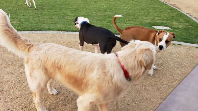 Chino Hills Dog Park - Chino Hills, CA