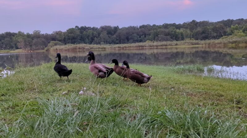 Blue Lake Earl Gilbert Landing - Chipley, FL