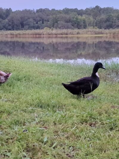 Blue Lake Earl Gilbert Landing - Chipley, FL