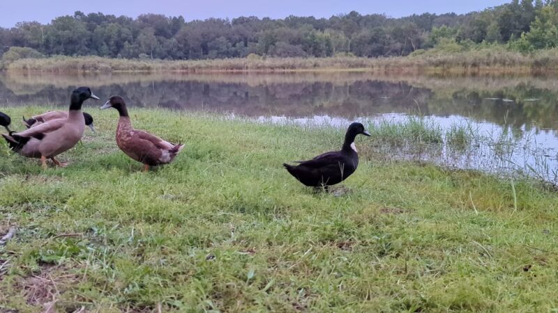 Blue Lake Earl Gilbert Landing - Chipley, FL