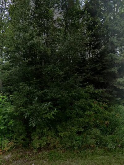 Peter’s Creek Dog Park - Chugiak, AK