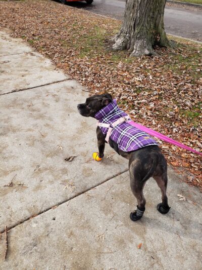 Holmes Park - Cicero, IL