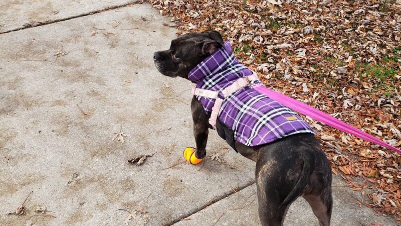 Holmes Park - Cicero, IL