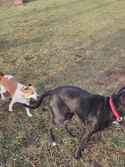 Clepper Dog Park - Cincinnati, OH