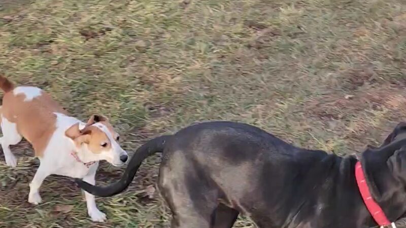 Clepper Dog Park - Cincinnati, OH