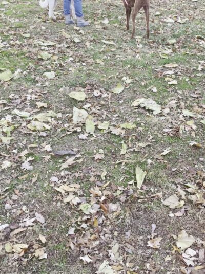 Clepper Dog Park - Cincinnati, OH