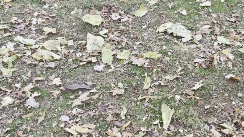 Clepper Dog Park - Cincinnati, OH
