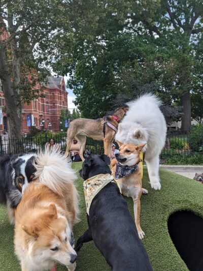 Dog Park at Washington Park - Cincinnati, OH