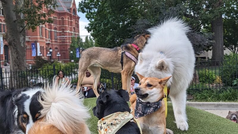 Dog Park at Washington Park - Cincinnati, OH