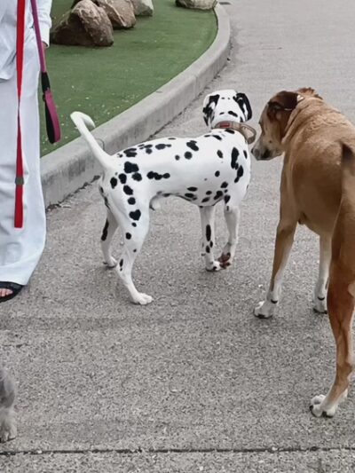 Dog Park at Washington Park - Cincinnati, OH