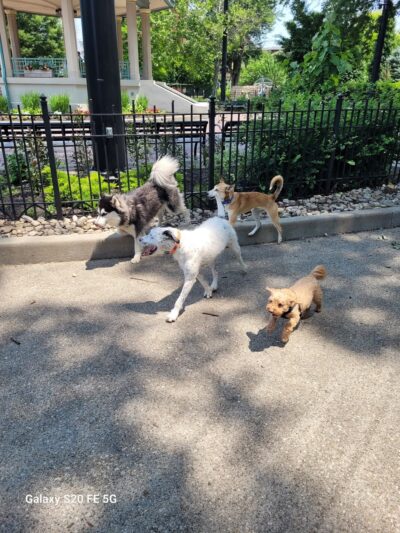 Dog Park at Washington Park - Cincinnati, OH