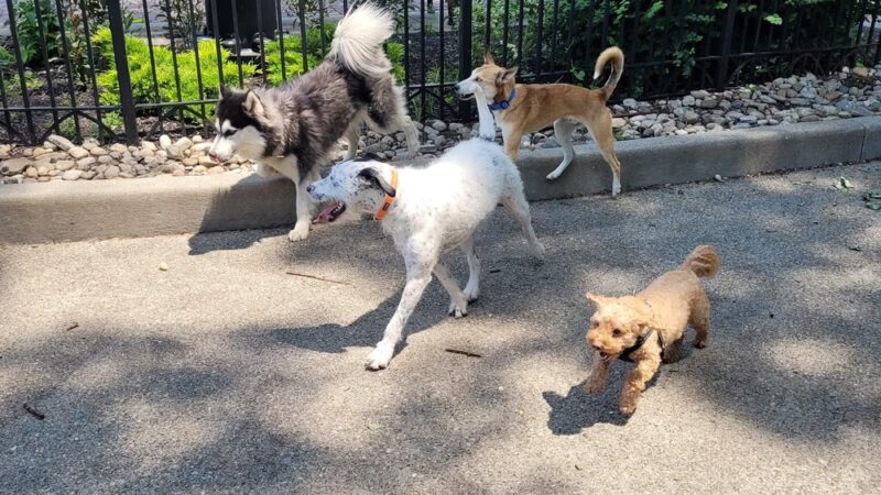 Dog Park at Washington Park - Cincinnati, OH