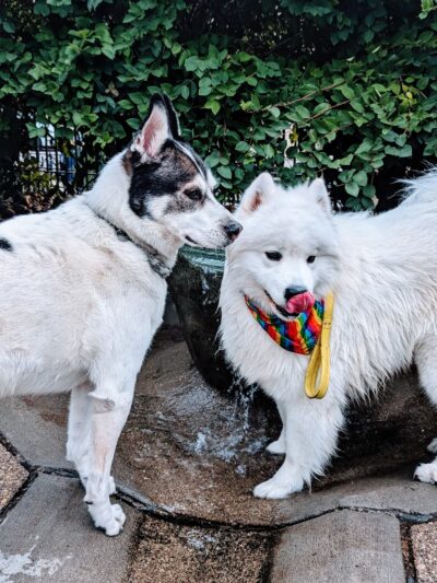 Dog Park at Washington Park - Cincinnati, OH
