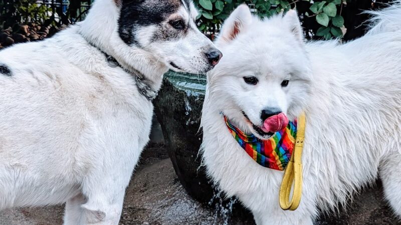 Dog Park at Washington Park - Cincinnati, OH