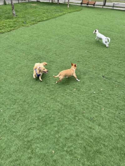 Fido Field - Cincinnati, OH